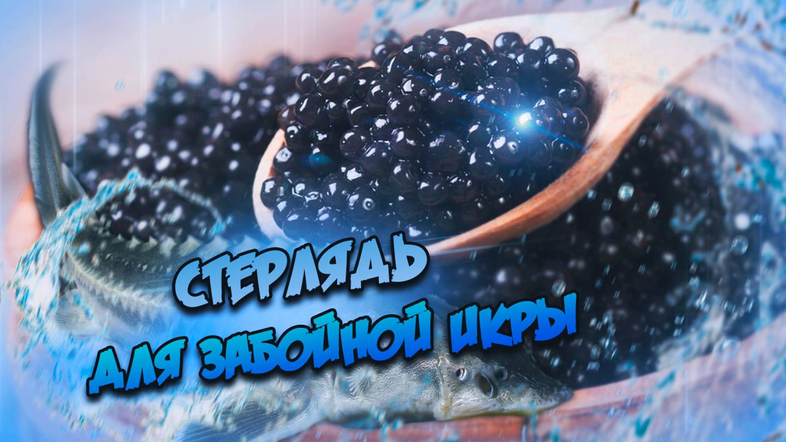 Стерлядь для забойной икры