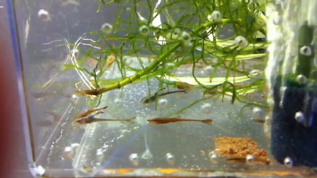 Farlowella vittata MaquaM.ch