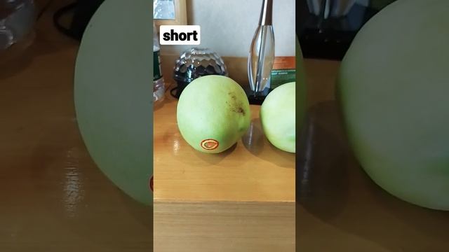 giant mango fruit