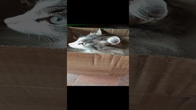 Любимый трансформер