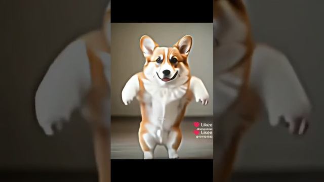 dog dance