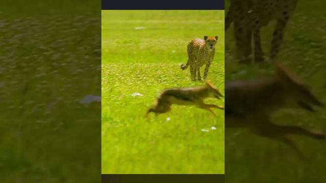 The cheetah fights with the jackal and the hyena takes the prey #cheetah #animals #hyena