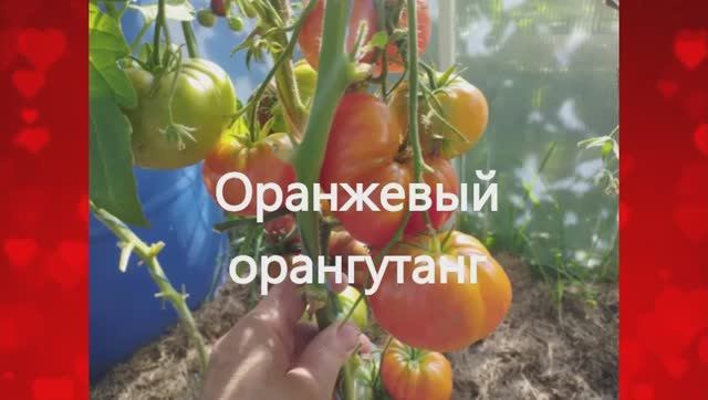 ТОМАТЫ. КАТАЛОГ  томатов на 2025 год.  г. Киров