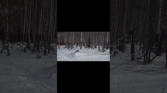 scene_output.mp4