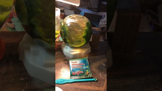 My Aqua Dragons / Sea Monkeys - 10 months later, my pets are at maintenance level, and what is next