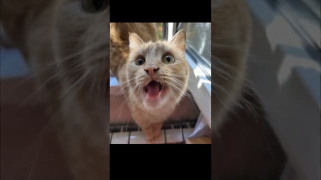 Страстная песнь Тишки "Когда же весна?"❤️🎤🌿😻