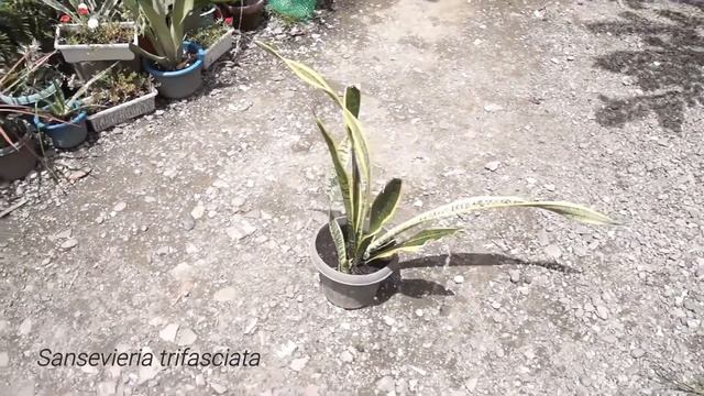 Sansevieria kirkii, SCIENCE 9 VLOG