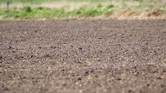 Småspove fouragerer på Jedsted enge 11-5-2019