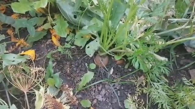 Морковь для лечения ран