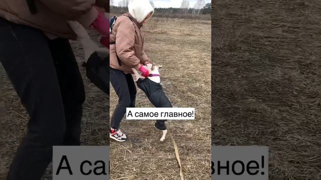 Тэффи, прости, что не нашла тебя сразу, а только спустя 8 месяцев. Теперь ты моя❤️ #стаффордтэффи