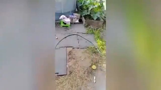 Американский стаффордширский терьер. Tcenniy Prize knl, наши юные Богини.