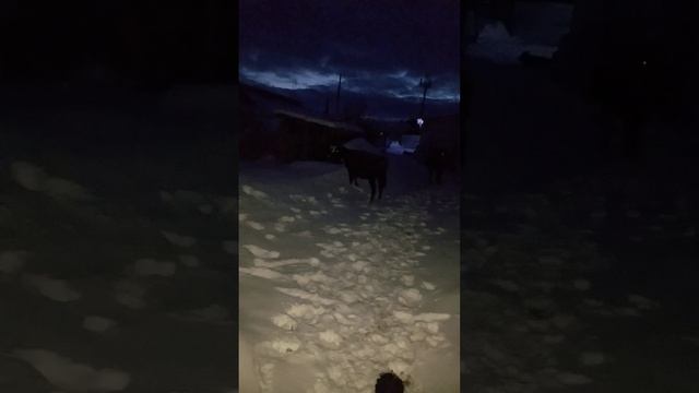 Выгул коров зимой