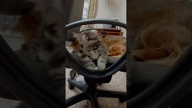 Поймала кадр😂