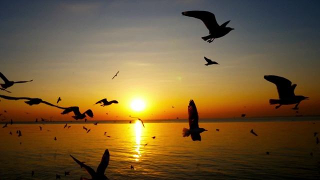 Сумерки, чайки, океан 4k