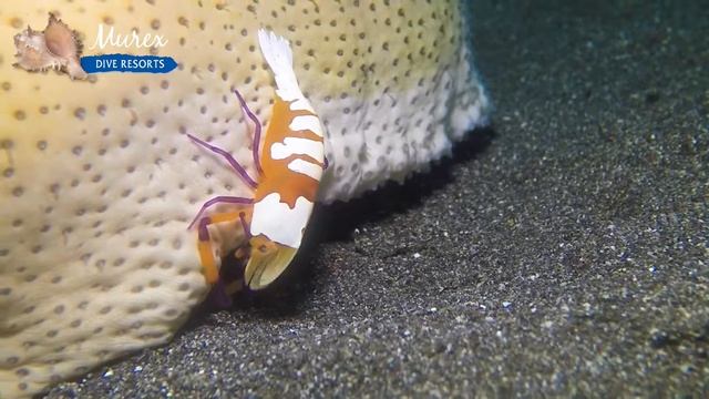 Emperor Shrimp on Sea Cucumber - Murex Dive Resorts