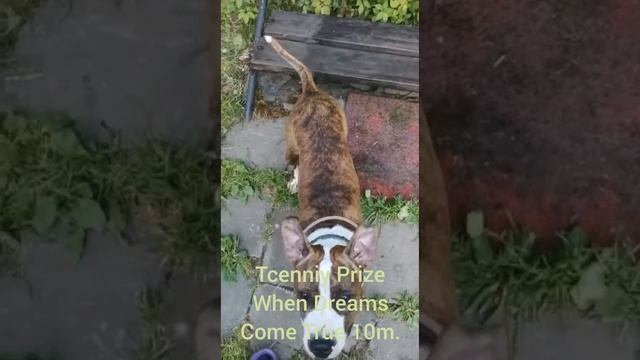 Tcenniy Prize When Dreams Come True 10m.