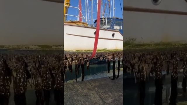 VID_20250118_143136_789.mp4