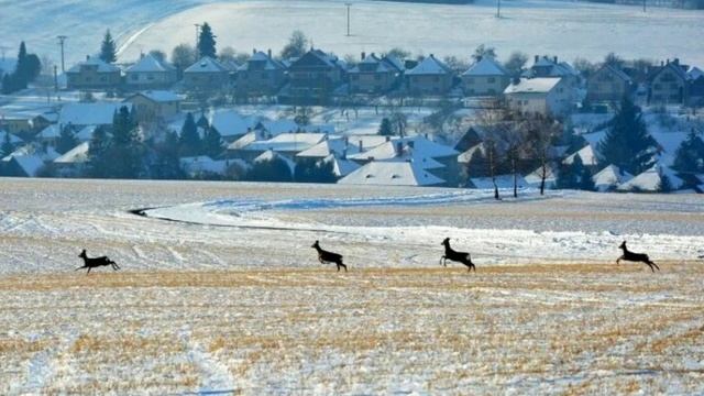 БЕЗ ЭТИХ ПОЛЕЙ стихи Ларисы Гавриковой читает Юрий Пчелинцев