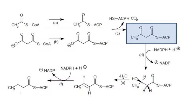 Type I Polyketides