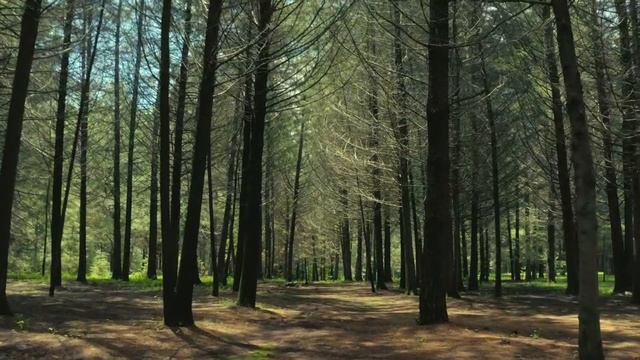 Камера медленно скользит по тихому лесу в солнечный день