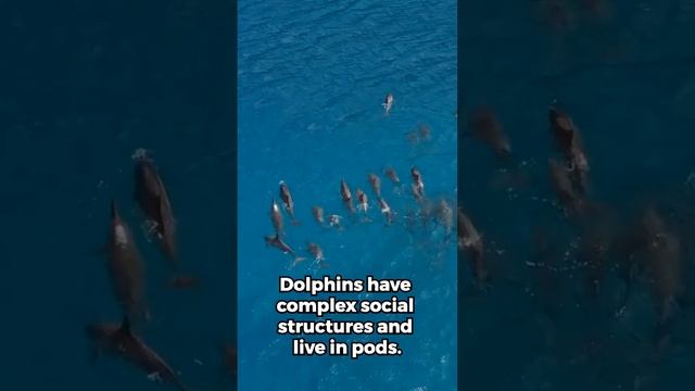 Amazing Dolphin Facts You Didn't Know!