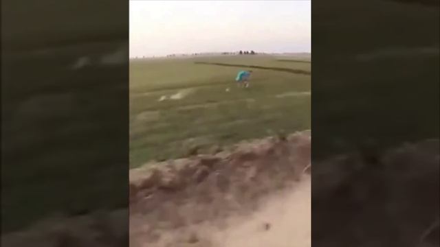 Грейхаунд самая быстрая собака в мире, развивает скорость до 67 км/час