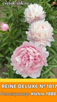 Пион Reine Deluxe. Цветение 2024 года / Сад Ворошиловой