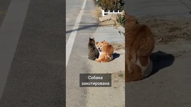 Закотировался