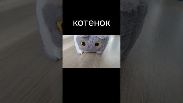 котенок жмяк