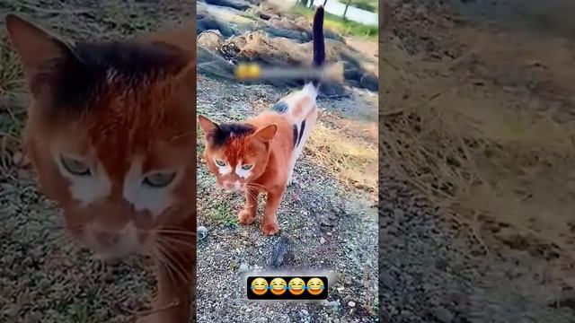 Коты с необычным окрасом