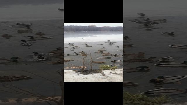 18-01-2025 Утки