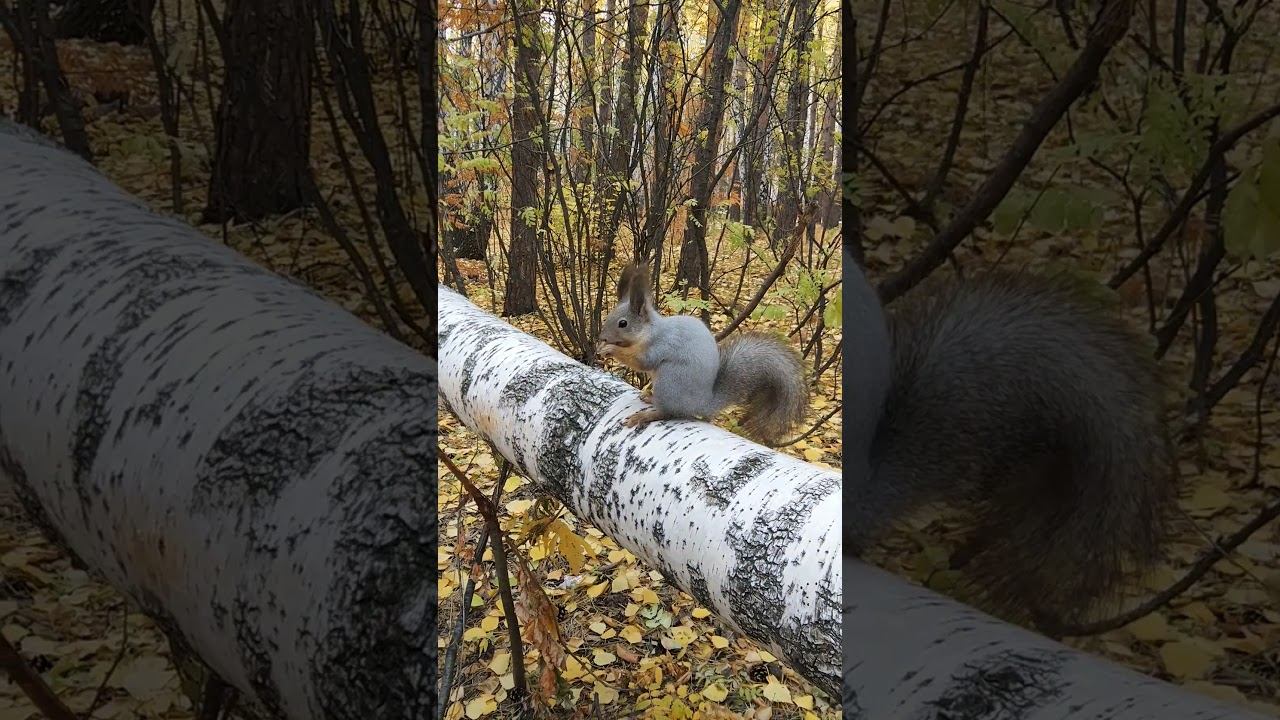 Белочка