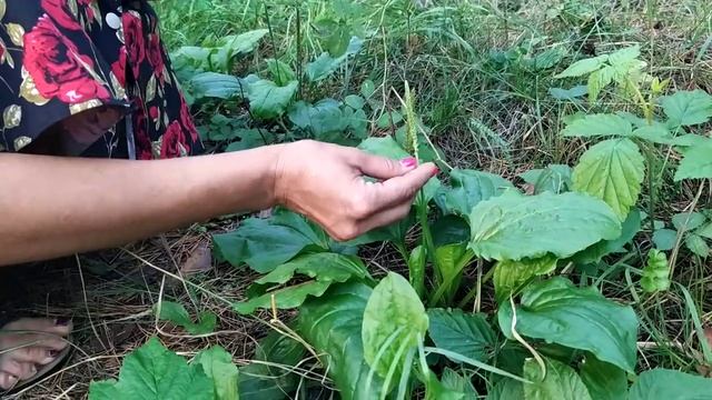 Подорожник для мужского здоровья