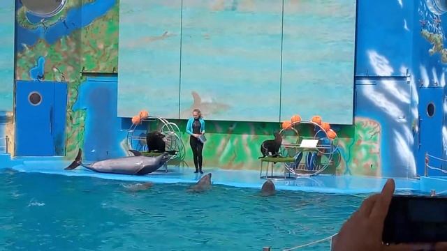 Дельфинарий НЕМО Одесса. Морские котики