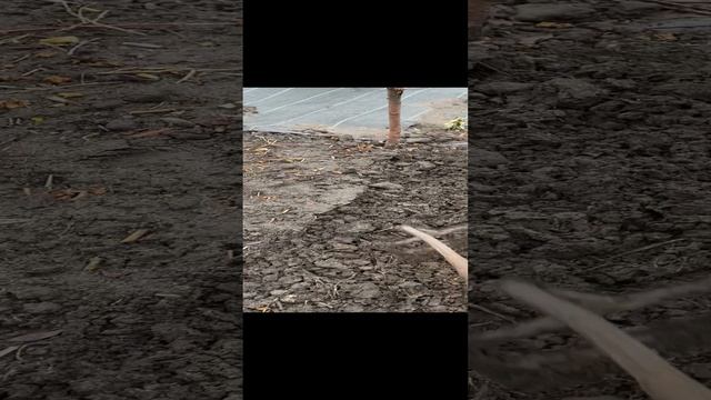 Сажаем редис в январе