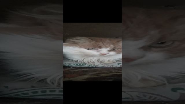 ми ми ми мяу