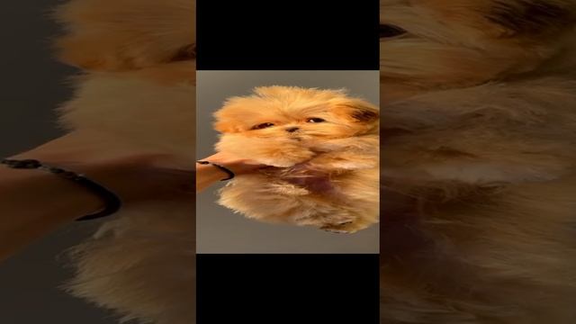 Тикап Мальтипу из Кореи