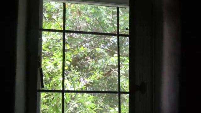 A Bar Throated Apalis Attacking its reflection