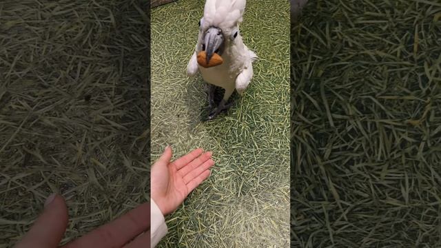 Какаду Альба