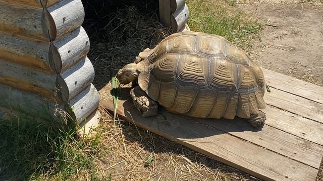 Черепаха