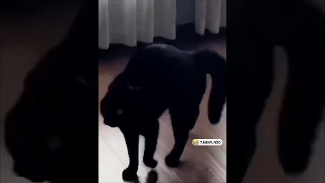 Ты быканул или мне показалось?