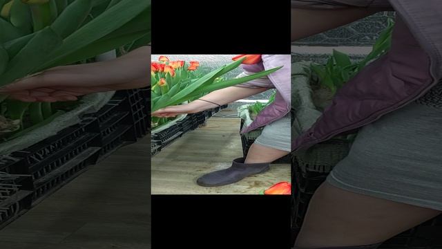 наш тюльпан 🌷 19