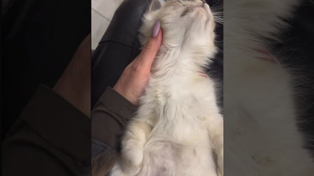 19-01-2025 котенок свободен и готов к переезду