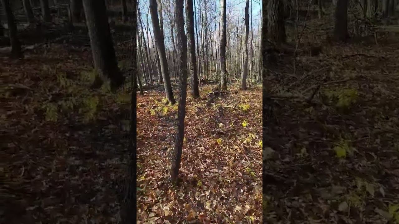 11 ноября 2023 г.