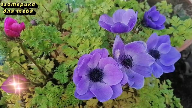 18, 19, 20, 21 марта дни миллионера и изобилия, такое бывает раз в жизни. Весеннее равноденствие