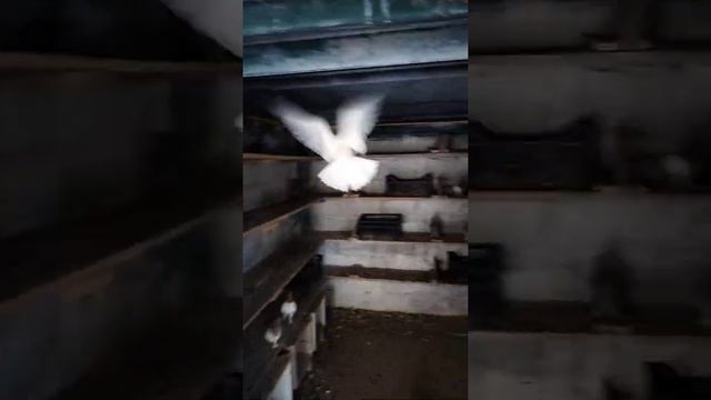 Бойные голуби. Игра бакинца