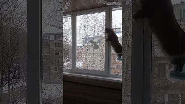 Голубь у синичек ворует еду.