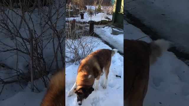 Джоша грызёт лёд. Джоша лижет лёд. Джоше вкусно.