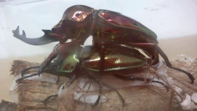 Mating Phalacrognathus muelleri (Male 4.6cm & Female 3.3cm)