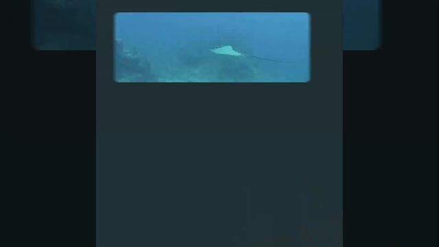 Paralenz Vaquita - Automatic Depth-Controlled Color Correction